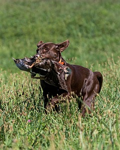 Gauge Mallette