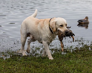 Henry