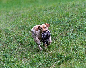 Rose McGroarty
