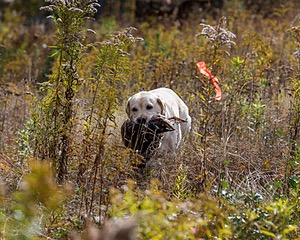 Meadowmere's Annisquam JH WC CGC (Annie)