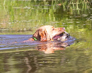 Gator Roche