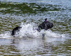 Dottie Notestine