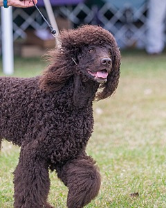 17 - GCH CHANTICO'S SHELTER FROM THE STORM RN XF MX (Reef)