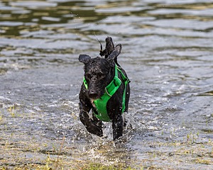 Ebony Ferrandino