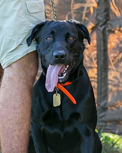 Brutus Culbertson