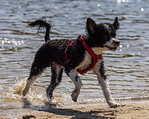 Bohdi Mayo