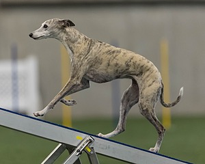 Orla Schoenfeld