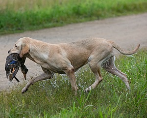 20130713-MHB2-0243.jpg