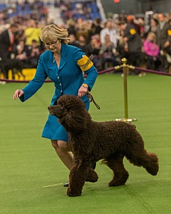 14 - GCH CH Tara's Utter Chaos (George)