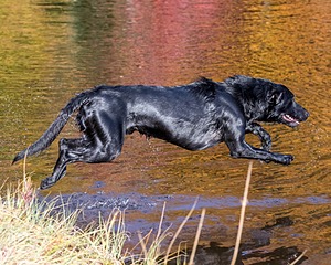 River Woodfall