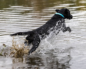 Stevie Settle