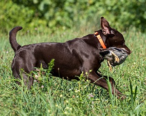 Gauge Mallette
