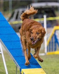Acro Buzanoski