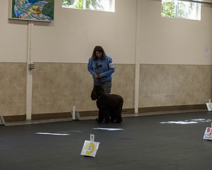 2304 - GCH CH BREKKON'S FIRST MARK BN RN CGC TKN (Hunny)
