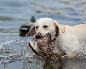 Baby's Kansas Brush Buster