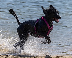 Rory Cox