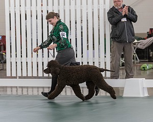 64 - GCH CH CAT N PATS LUCK BE A LADY RN CAX CGC