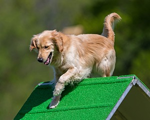 Ollie Erbe