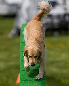 Ollie Erbe