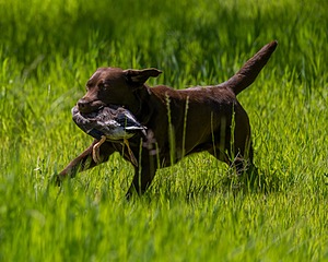 20170604-SEAL-1051.jpg