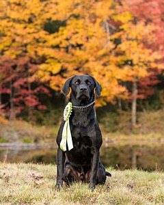 Beau