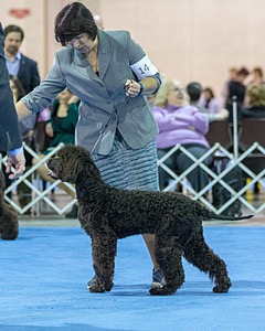 14 - Chantico's Super G O'Muddy Waters (Ghillie)