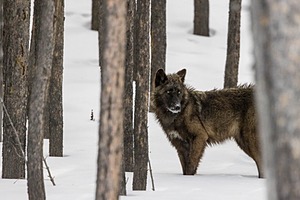 Wolf, Yellowstone National Park