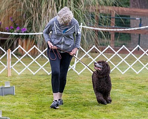 2201 - GCH CH MACH ARROYO'S BEGIN THE BEGUINE MXS MJS MXP MJP MXF T2B2 (Porter)