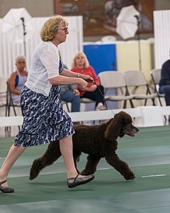 36 - GCH ARROYO'S BEGIN THE BEGUINE AX OAJ NF (Porter)