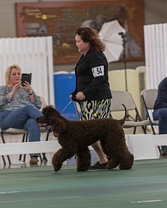 54 - GCH BREKKON BEGINS WITH BEAUFIELD