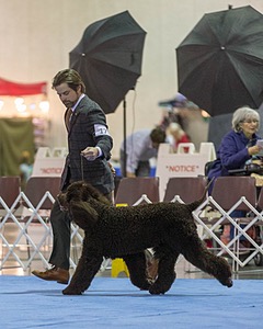 17 - GCH CH Quiet Storm My Boy's Wicked Smart  CGCA TKA (Bayes)