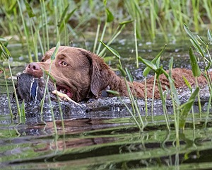 20170603-SHRW-1716.jpg