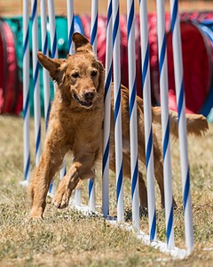20160618-CCKC-1176.jpg