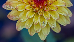 Dahlia