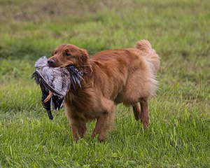 Camo Smollin