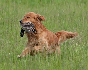 UCD SHR Sand Dancer's Windfall JH CDX