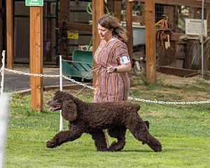 11 - GCH CH BREKKON'S FIRST MARK BN RN CGC TKN