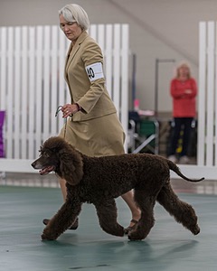 40 - GCH POOLE'S IDE BONNIE BROOK CD RE CGC (Bonnie)