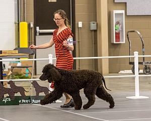 17 - Ballyhoo’s V Finnegan Mcneill BN FDC CA BCAT DS DJ CGCA TKN VHMA JH JHU WD