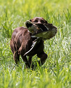Hershey Mizak
