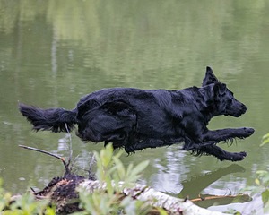 Ziva Millikin