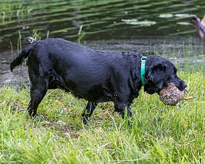 Ruffy Wolcott