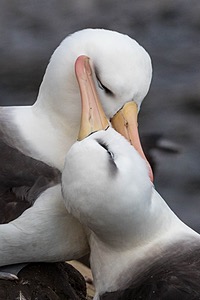 Black-Browed Gulls, Saunders Island, The Falklands