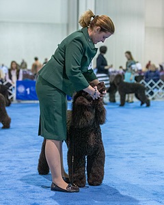 21 - GCHB CH Flintcrest Full Monty (Jonny)