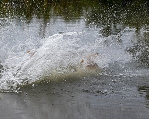 Bullet Nelson