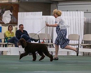 36 - GCH ARROYO'S BEGIN THE BEGUINE AX OAJ NF (Porter)