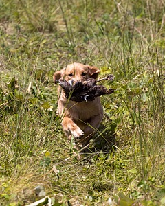 Rhett Jones