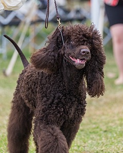 05 - GCH WATERFORD'S TROUBLE BREWING