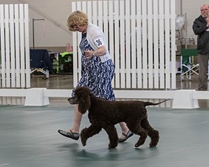 36 - GCH ARROYO'S BEGIN THE BEGUINE AX OAJ NF (Porter)