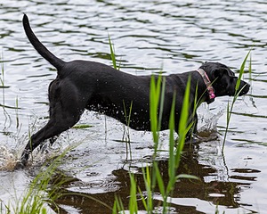 20170603-SHRW-1982.jpg